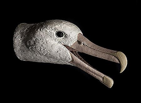 Albatross head