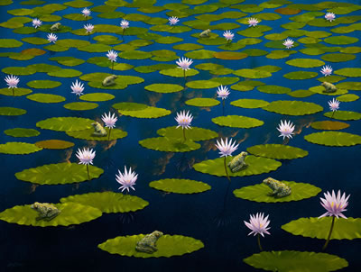 Frogs on Waterlilies