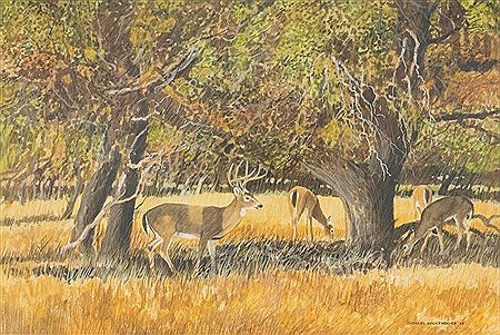 Deer in Hill Country, 1973