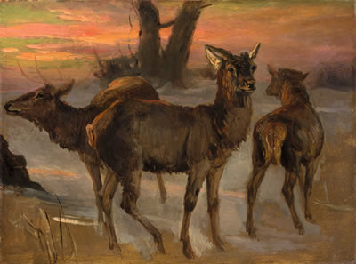Rotwild bei Sonnenuntergang