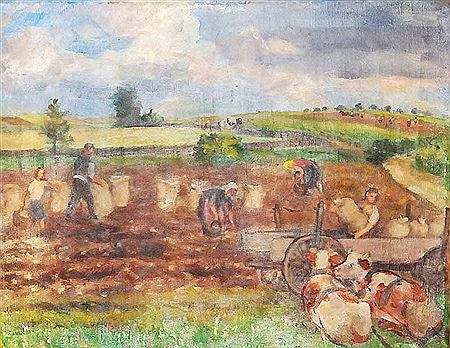 Potato harvest
