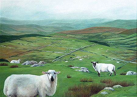 Sheep