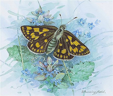 Chequered Skipper butterfly