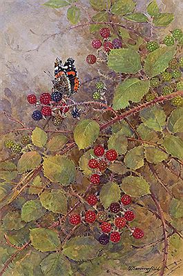 A Red Admiral butterfly on a bramble