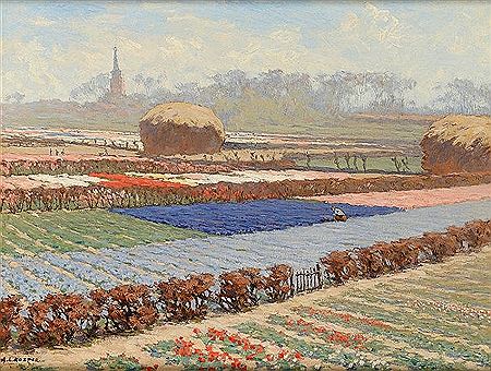 Chrysanthemums and tulip fields