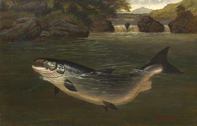 Salmon Taking a Fly