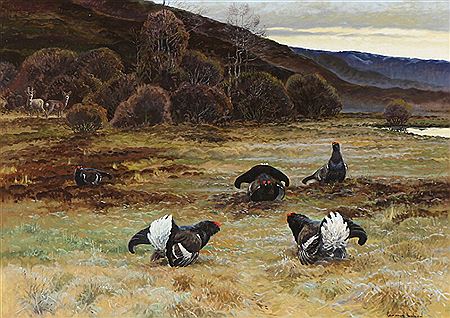 Black grouse and roe deer in a hilly landscape at dusk.