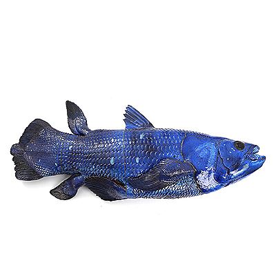 “Blue fish”/“Coelacanth”.