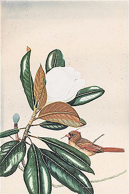 Cardinal & Magnolia
