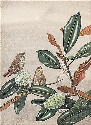 2 birds and Magnolia