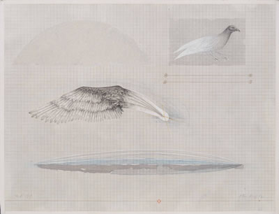 Aile d’oiseau