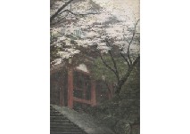 Cherry blossoms hanging like a cloud over the red building