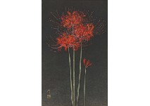 Red spider lily