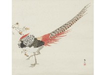 Lady Amherst's pheasant
