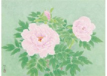 Peony
