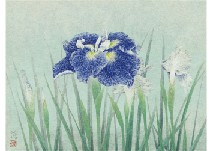 Iris
