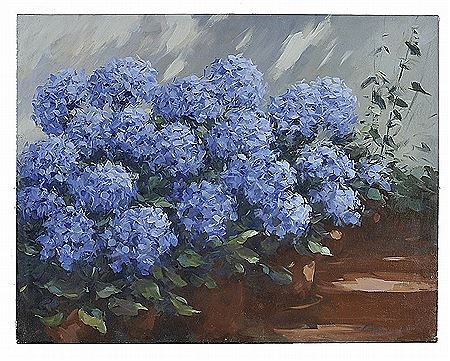 Hydrangeas