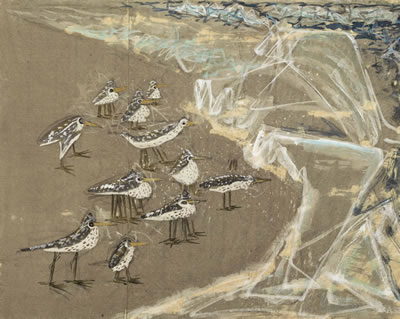 Shore Birds