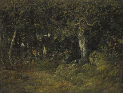 Le chêne de roche