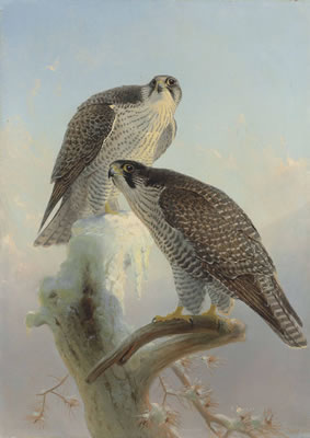 Sample artwork by Joseph Wolf (1820 - 1899), known for bird illustrations, wild animal paintings - View similar artists and auction records