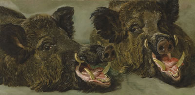Studies of the head of a wild boar