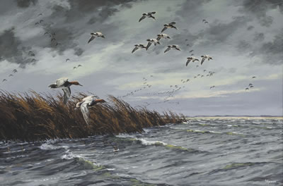 Canvasbacks