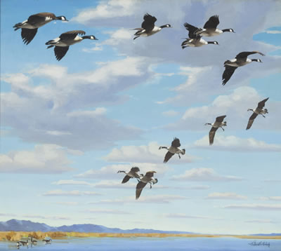 Circling In - Canada Geese
