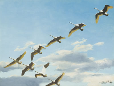 Swans