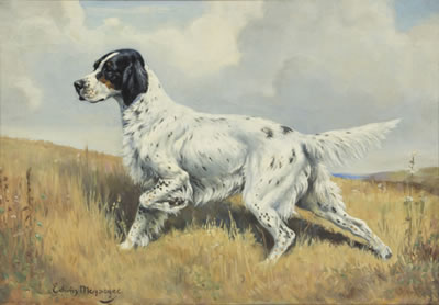 English Setter