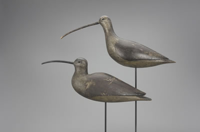 Important Long-Billed Curlew Pair