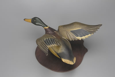 Flying Mallard Drake