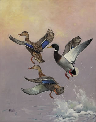 Mallards at Sunrise