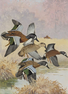 Hunting Blue Wings