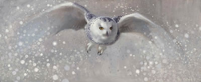 Snow Hunter (Snowy Owl), 2015
