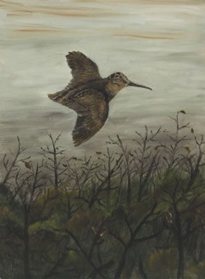 Woodcock