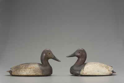 Canvasback Pair