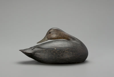 Phillips Rig Preening Black Duck