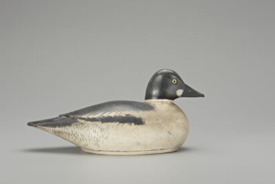 Goldeneye Drake