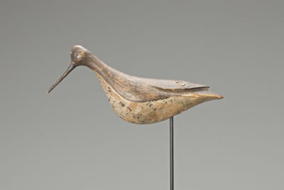 Dowitcher