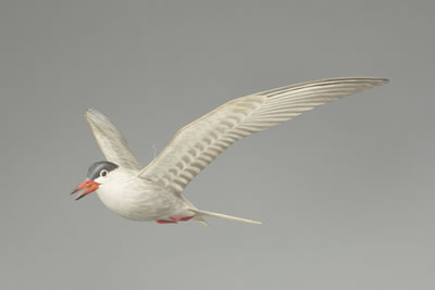 Important Calling Tern