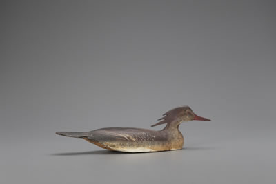 Swimming Merganser