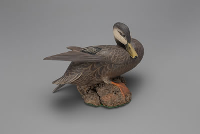 "Sunbathing" Black Duck