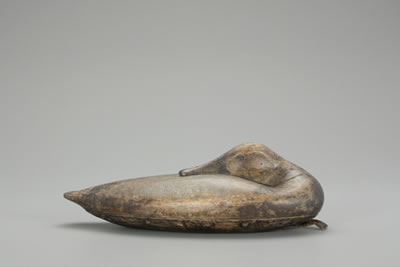 Sleeping Canvasback Hen