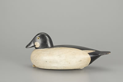 Goldeneye Drake