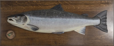 Atlantic Salmon Model