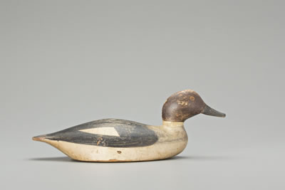 Goldeneye Hen
