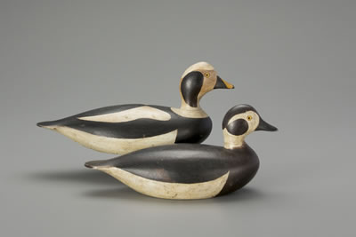 Long-Tailed Duck Pair