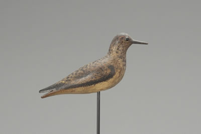 Semipalmated Sandpiper