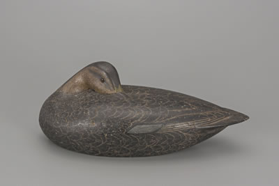 Sleeping Black Duck