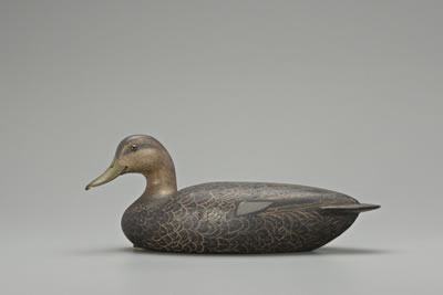 High-Head Black Duck Hen